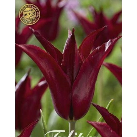 Tulpan 'Sarah Raven' 7-pack